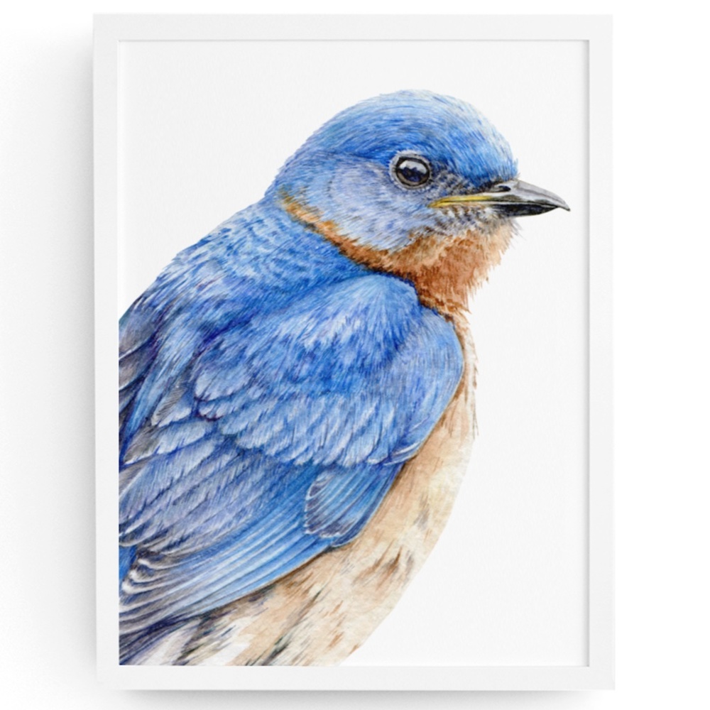 Watercolor Wall Art Eastern Bluebird Illustration Print Poster Unframed